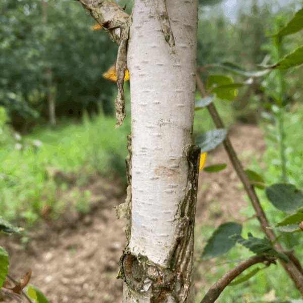 BETULA utilis – Image 4