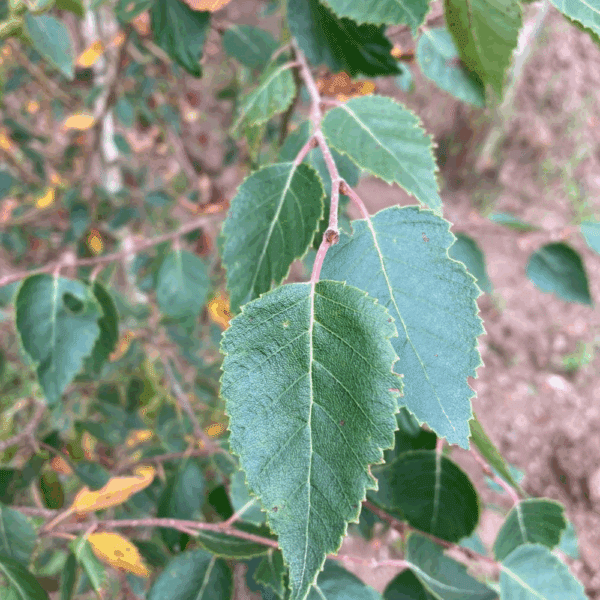 BETULA utilis – Image 2