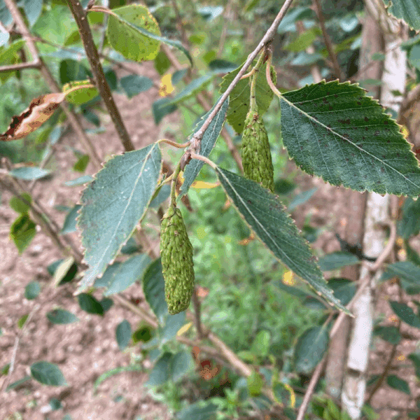 BETULA utilis – Image 6