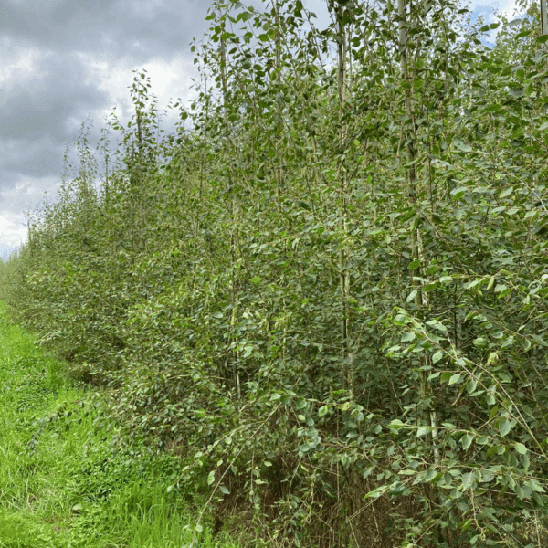 BETULA utilis – Image 7