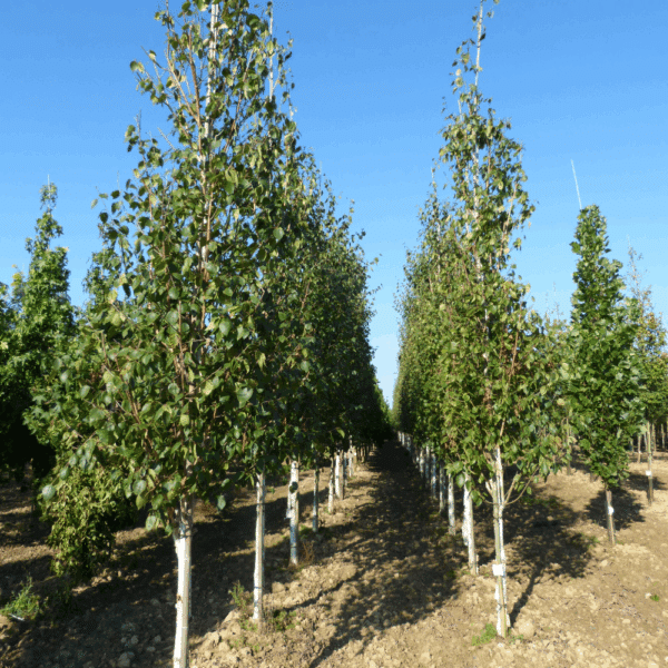BETULA utilis – Image 3