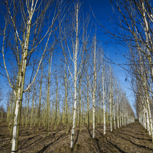 BETULA utilis – Image 5