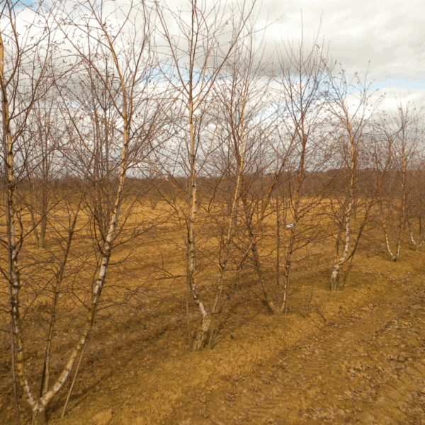 BETULA utilis – Image 8