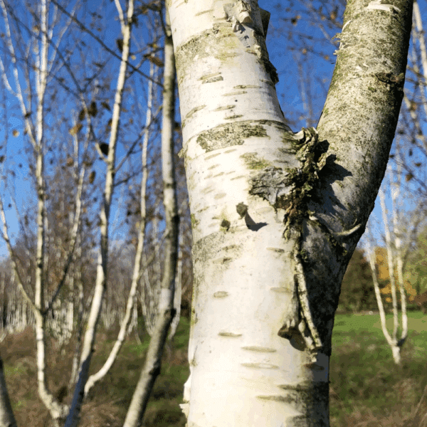 BETULA utilis 'Doorenbos' – Image 4