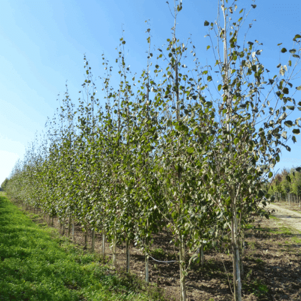 BETULA utilis 'Doorenbos' – Image 5