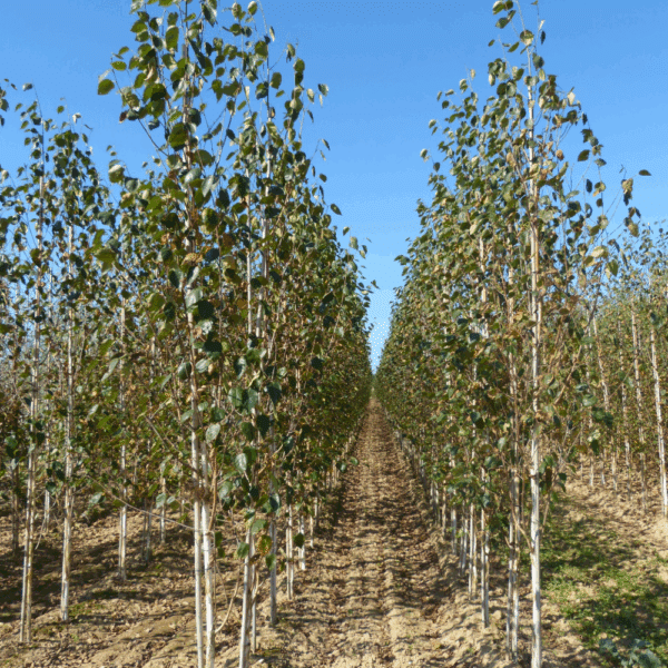 BETULA utilis 'Doorenbos' – Image 3