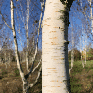 BETULA utilis 'Doorenbos'
