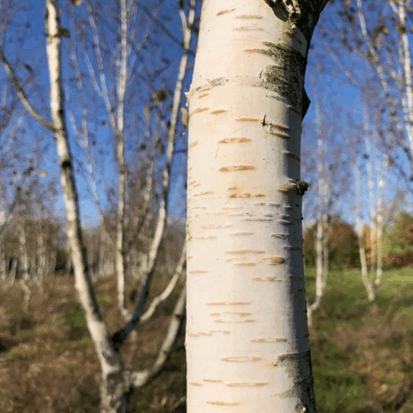 BETULA utilis 'Doorenbos'