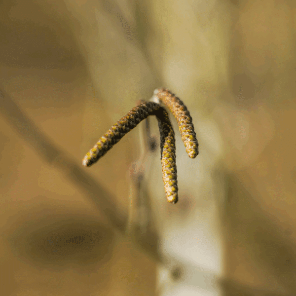 BETULA utilis 'Doorenbos' – Image 2