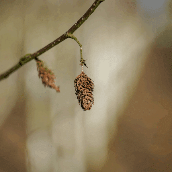 BETULA utilis 'Doorenbos' – Image 9