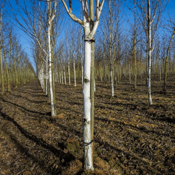 BETULA utilis 'Doorenbos' – Image 11