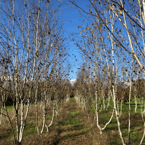 BETULA utilis 'Doorenbos' – Image 10
