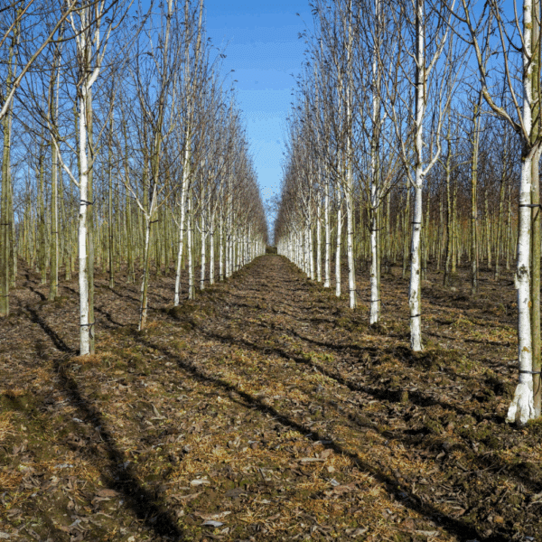BETULA utilis 'Doorenbos' – Image 6