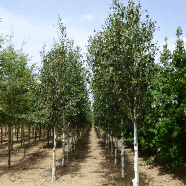 BETULA utilis 'Doorenbos' – Image 7