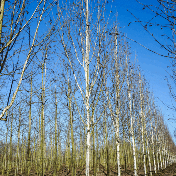 BETULA utilis 'Doorenbos' – Image 8