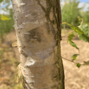BETULA utilis 'subsp. albosinensis'