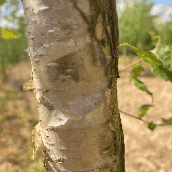 BETULA utilis 'subsp. albosinensis'