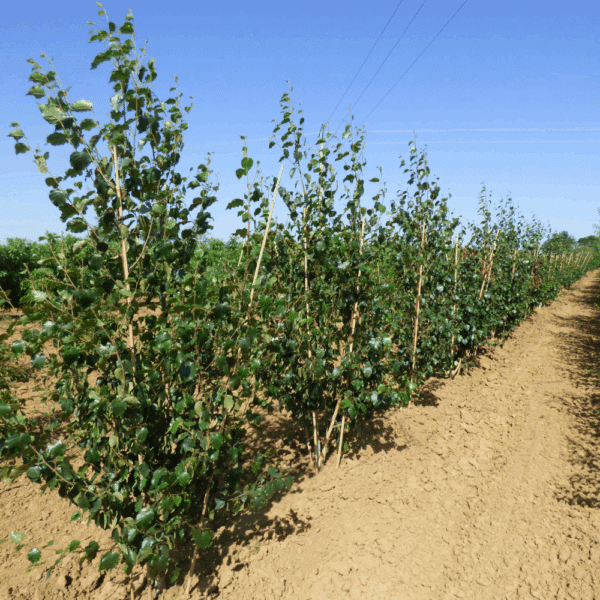 BETULA utilis 'subsp. albosinensis' – Image 6