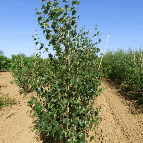 BETULA utilis 'subsp. albosinensis' – Image 3