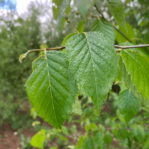 BETULA utilis subsp. albosinensis 'Fascination' – Image 5