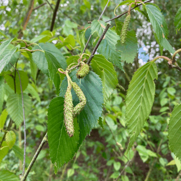 BETULA utilis subsp. albosinensis 'Fascination' – Image 2