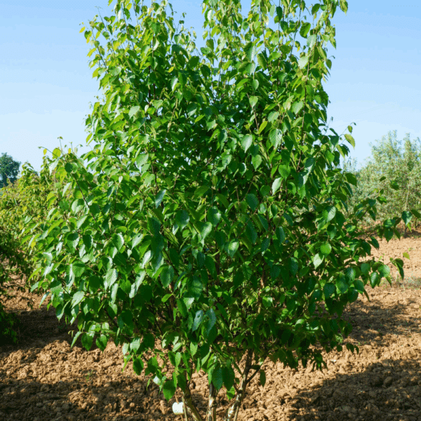 BETULA utilis subsp. albosinensis 'Fascination' – Image 3