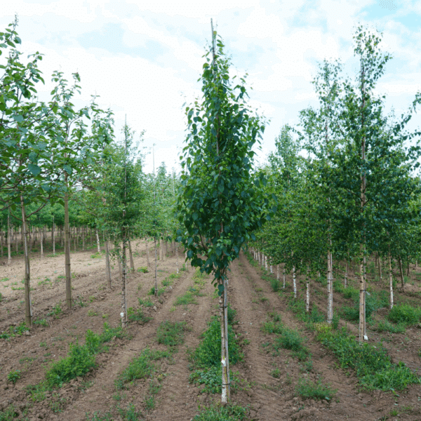 BETULA utilis subsp. albosinensis 'Fascination' – Image 4