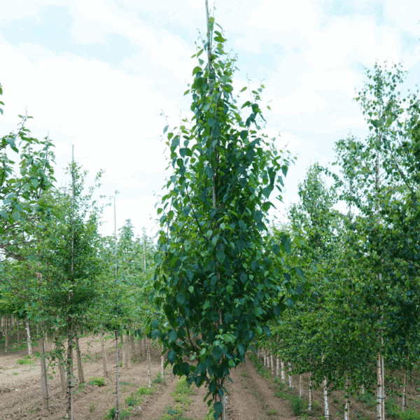 BETULA utilis subsp. albosinensis 'Fascination' – Image 6