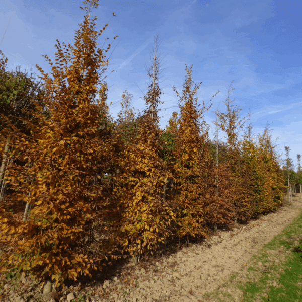 CARPINUS betulus