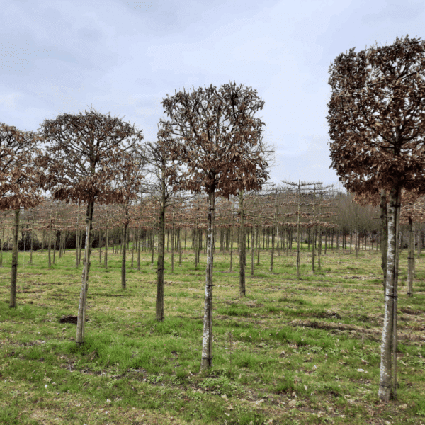 CARPINUS betulus – Image 12