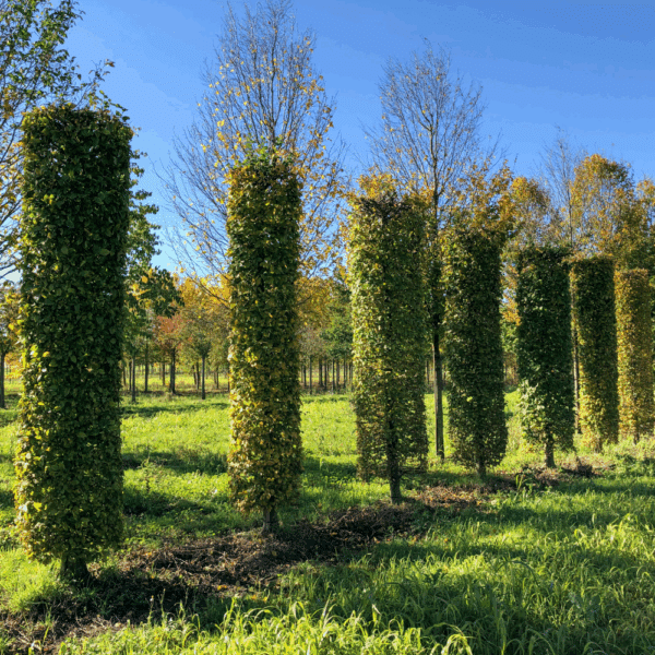 CARPINUS betulus – Image 7