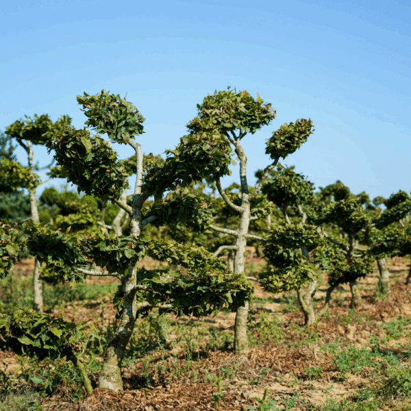 CARPINUS betulus – Image 5