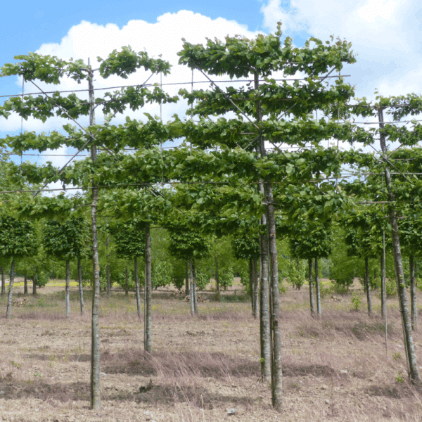 CARPINUS betulus – Image 2