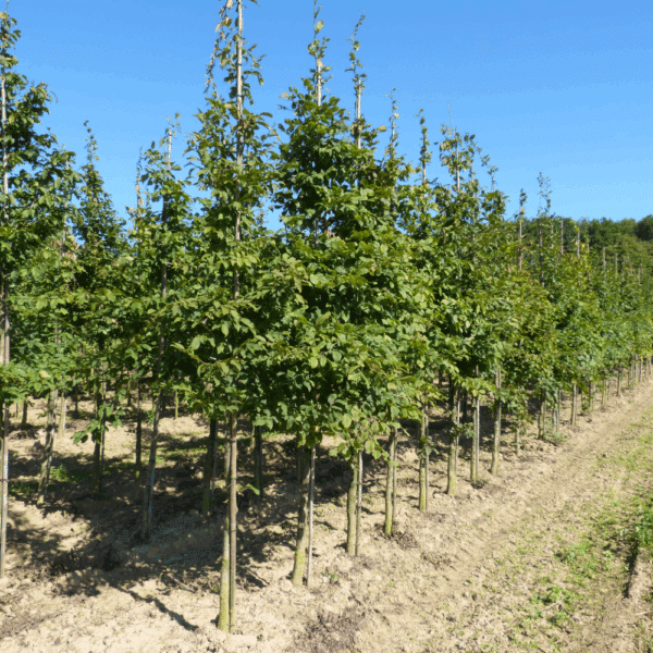 CARPINUS betulus – Image 10