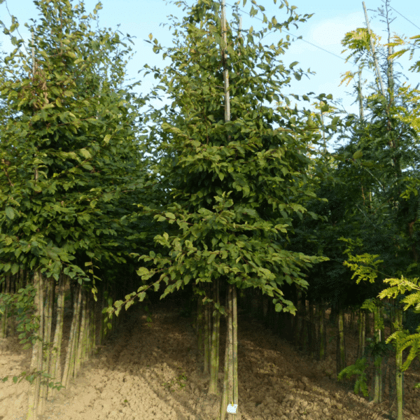 CARPINUS betulus – Image 13