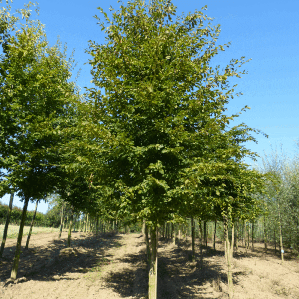 CARPINUS betulus – Image 3