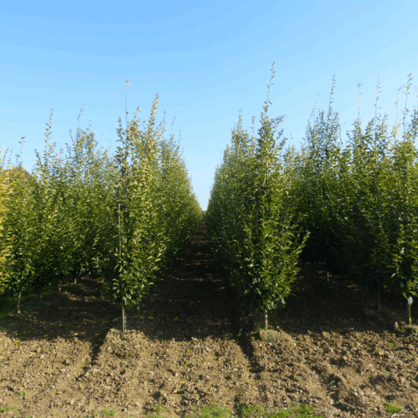 CARPINUS betulus – Image 11