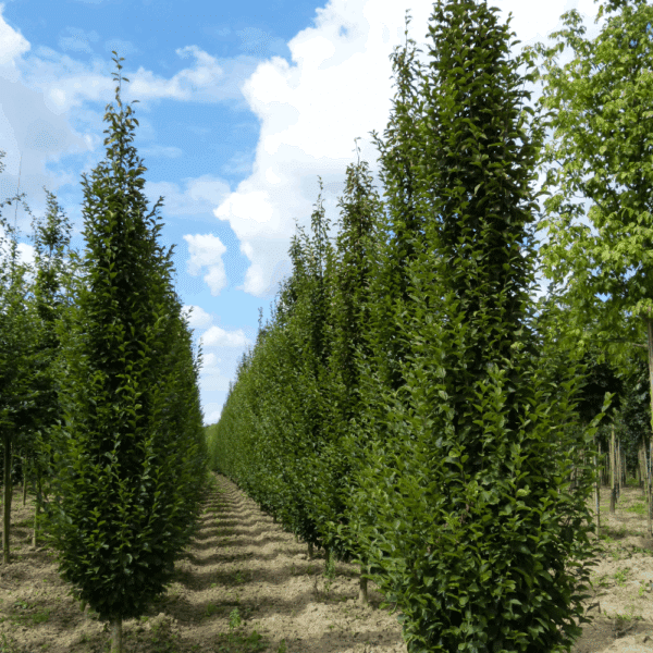 CARPINUS betulus – Image 9