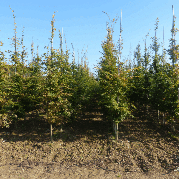 CARPINUS betulus – Image 8