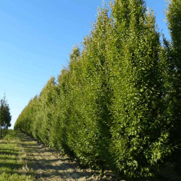 CARPINUS betulus – Image 6