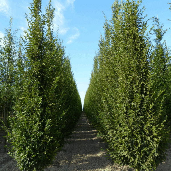 CARPINUS betulus – Image 4