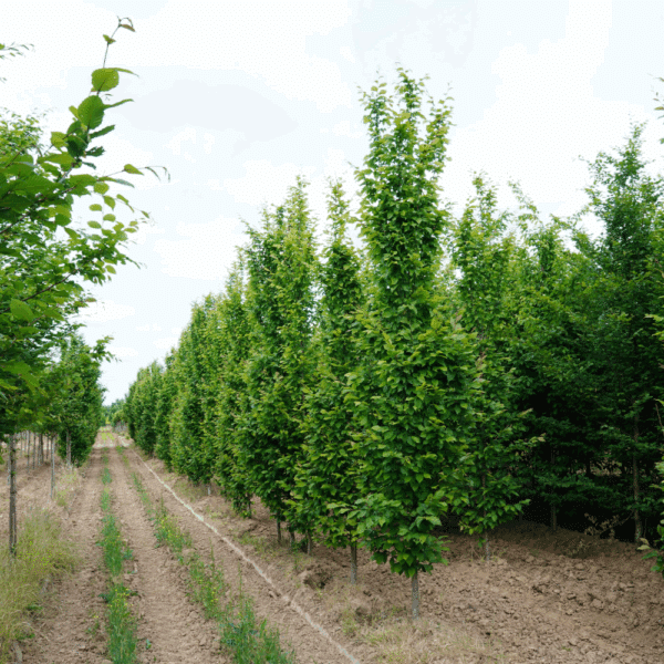 CARPINUS betulus 'A.Beeckman' – Image 3