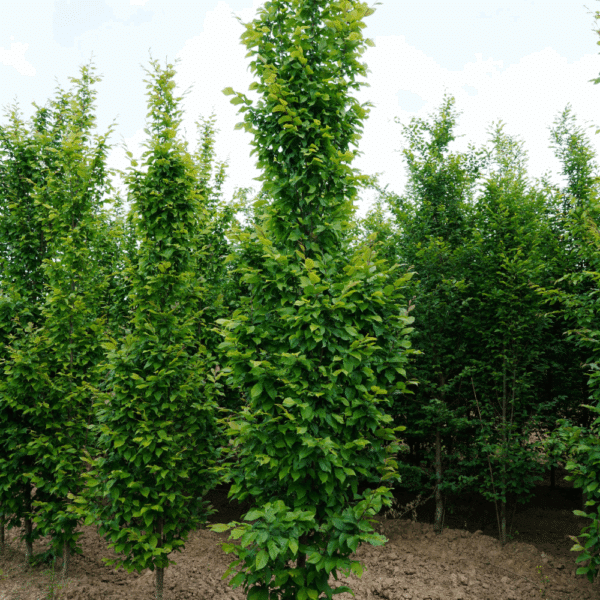 CARPINUS betulus 'A.Beeckman' – Image 4