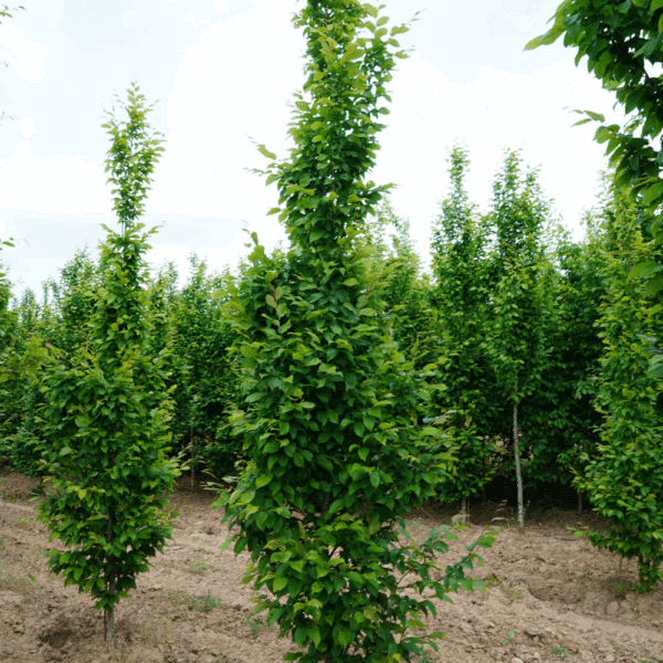 CARPINUS betulus 'A.Beeckman' – Image 2