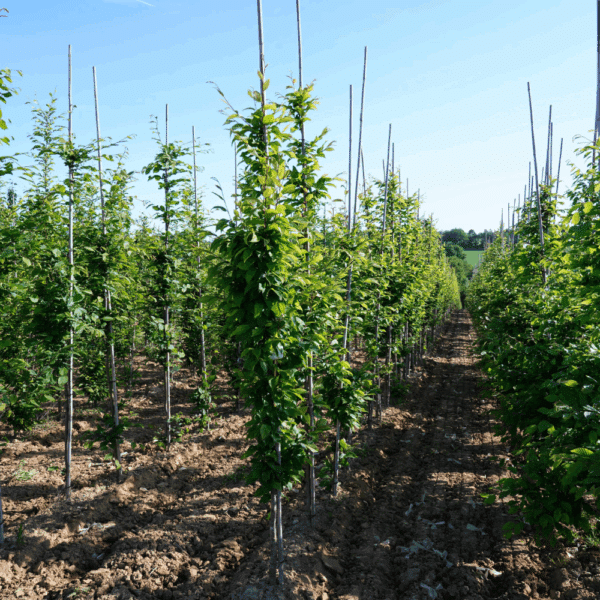 CARPINUS betulus 'A.Beeckman'