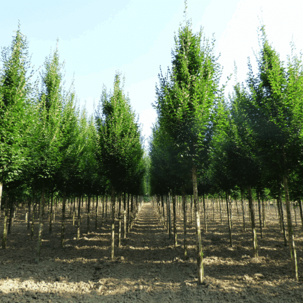 CARPINUS betulus 'Fastigiata' – Image 7