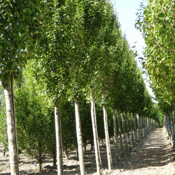 CARPINUS betulus 'Fastigiata' – Image 9