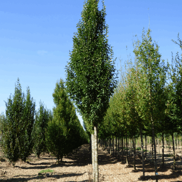 CARPINUS betulus 'Fastigiata' – Image 8