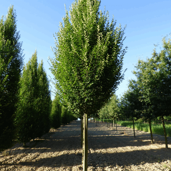 CARPINUS betulus 'Fastigiata' – Image 5