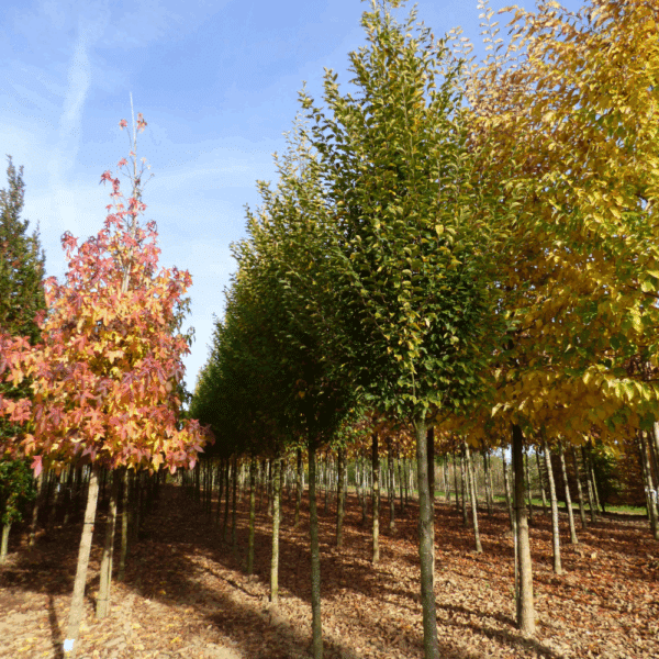 CARPINUS betulus 'Fastigiata' – Image 6